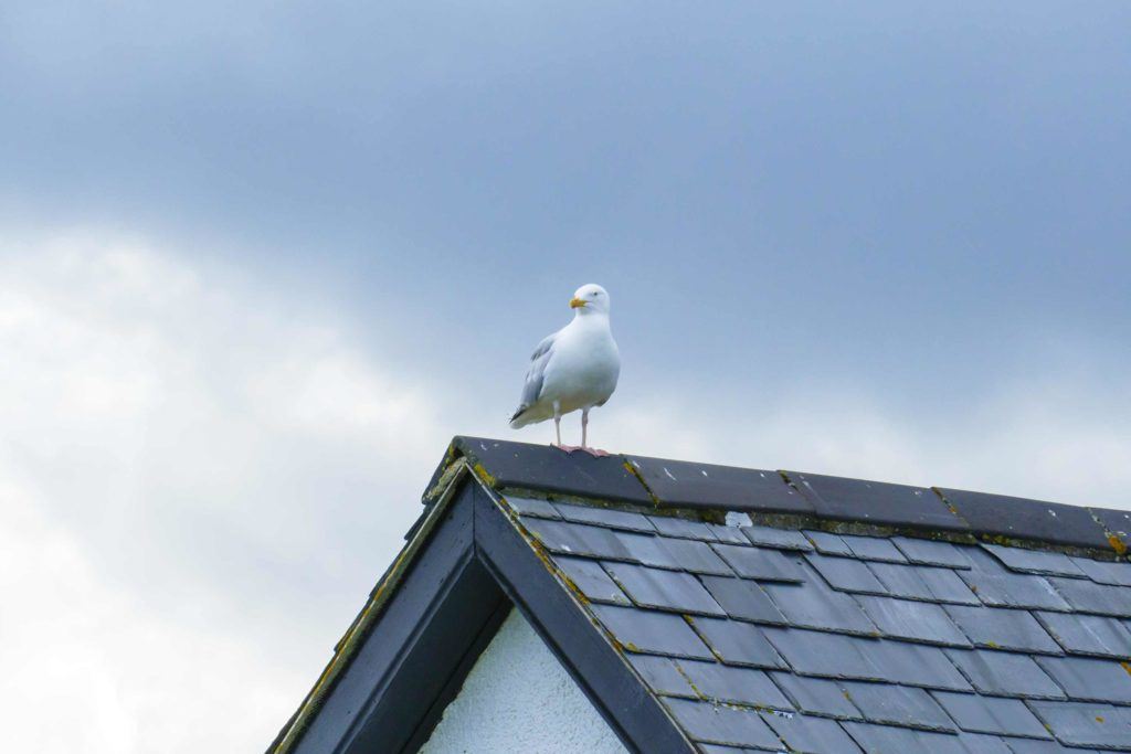 bird on a roof used to illustrate the concept of monitoring competitors